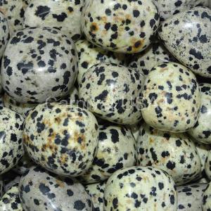 Dalmatian Jasper Tumbled Stones